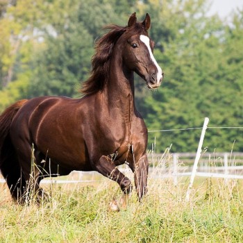 Mud Bug Buster - Muk forebyggelse og behandling til hest 300 gram