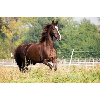 Mud Bug Buster - Muk forebyggelse og behandling til hest 900 gram Mud Bug Buster - Muk forebyggelse og behandling til hest 900 gram