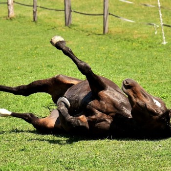 Colikare 5 liter - Tilskud mod gas ophobninger i tarme til hest
