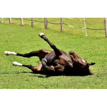 Activgait 0,5 liter - Tilskud til led og muskler til hest 500ml Activgait 0,5 liter - Tilskud til led og muskler til hest 500ml