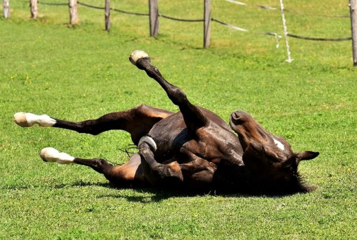 Har din hest ondt i maven ? Gasophobninger ? - Så er den hurtige og gode løsning her