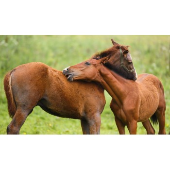 Lavender Sunblock til din hest Lavender Sunblock til din hest