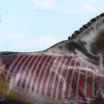 Pro-Breathe 1 liter - Datovare