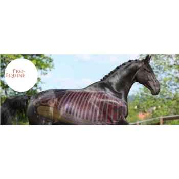 Activgait 1 liter - Tilskud til led og muskler til hest Activgait 1 liter - Tilskud til led og muskler til hest