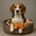 til Hunde