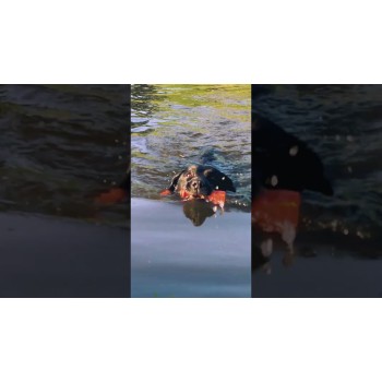 Apportlegetøj Bobber Pink Dog Comets Apportlegetøj Bobber Pink Dog Comets