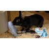 CoolPets Kølende Ispingvin CoolPets Kølende Ispingvin