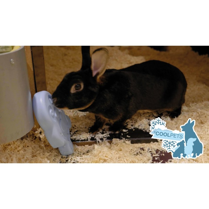 CoolPets Kølende Ispingvin CoolPets Kølende Ispingvin