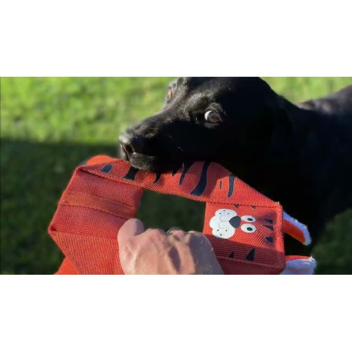 Billy Bengal ottekantet Sammy Stripes Hozies