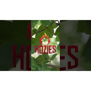 Billy Bengal M Hozies Billy Bengal M Hozies