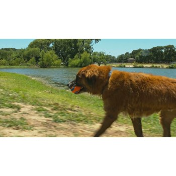 Ultra Ball XXL Hundelegetøj Chuckit!