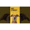 Excellent Pets No Stress Soft Chews 16 Treats Excellent Pets No Stress Soft Chews 16 Treats