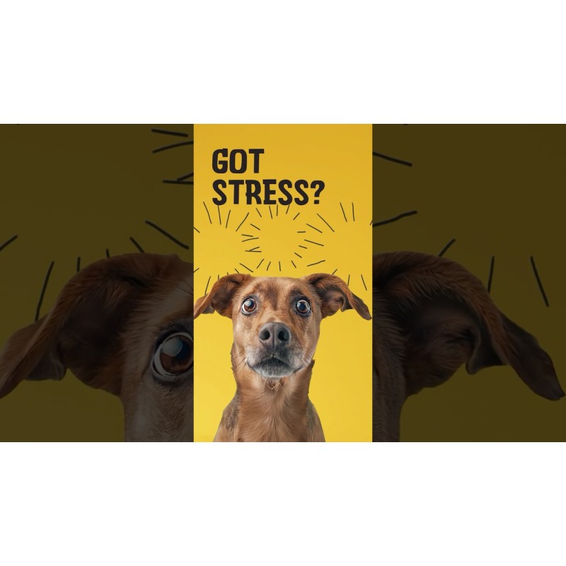 Excellent Pets No Stress Soft Chews 16 Treats Excellent Pets No Stress Soft Chews 16 Treats