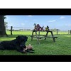 Retrodog Æsel Gul M Retrodog Æsel Gul M