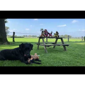 Hundelegetøj med knirk Æsel Grøn M Retrodog