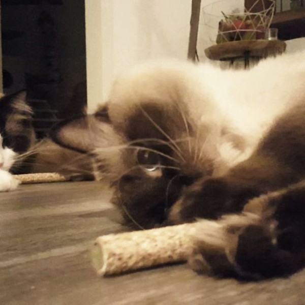 til Katte