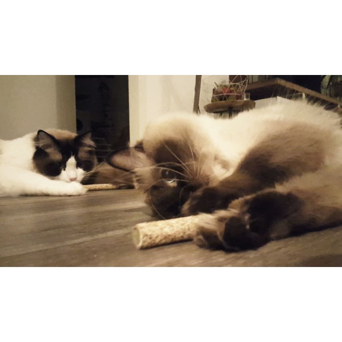 Pind med reb Addicted!