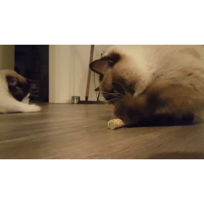 Pind (2-pak) kattelegetøj Addicted!