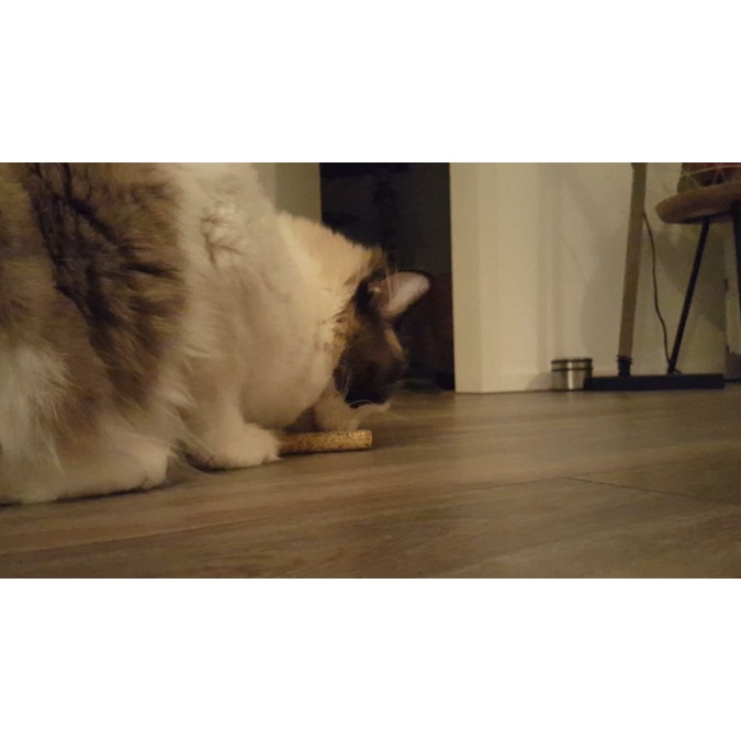 Pind (2-pak) kattelegetøj Addicted!