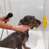 Bade-Angstdæmpende And AFP Calm Paws