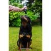 Animology Loppe- og flåtshampoo til hunde 250 ml Animology Loppe- og flåtshampoo til hunde 250 ml