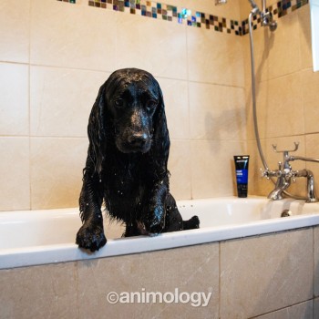 Top Hundebalsam 250 ml Animology