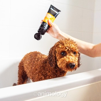 Hundeshampoo med krøllet pels 250 ml Animology
