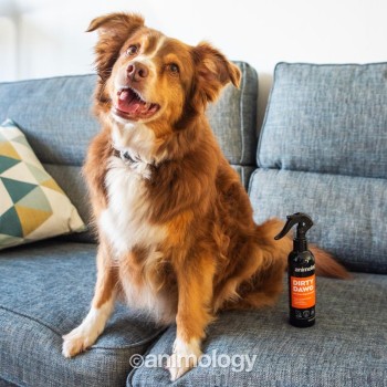 Hundeshampoo uden skylning 250ml Animology Dirty Dawg Hundeshampoo uden skylning 250ml Animology Dirty Dawg