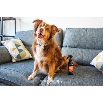 Dirty Dawg Hundeshampoo Uden Skylning 250ml Animology