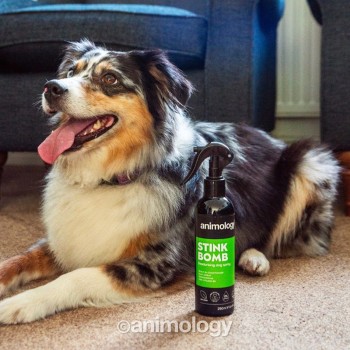 Lugtfjernende Hundespray 250 ml Animology Stink Bomb Lugtfjernende Hundespray 250 ml Animology Stink Bomb