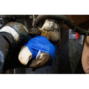 Animal Profi 10 cm Blå Excellent Animal Animal Profi 10 cm Blå Excellent Animal