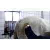 Excellent Horse Højglans Rengøringsspray til pelsen 500 ml Excellent Horse Højglans Rengøringsspray til pelsen 500 ml