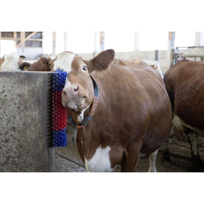 Børste til hest, kvæg, ged  50cm