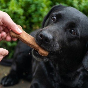 Medium snacks 6 stk a 30g Bugbone Medium snacks 6 stk a 30g Bugbone