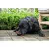 Kødben Megapack 11 kg Bugbone
