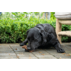 Kødben Megapack 11 kg Bugbone Kødben Megapack 11 kg Bugbone