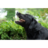 Kødben Megapack 11 kg Bugbone Kødben Megapack 11 kg Bugbone