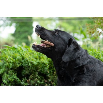 Kødben Megapack 11 kg Bugbone Kødben Megapack 11 kg Bugbone