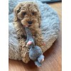 Bunny Puppy Knasende knude Bunny Puppy Knasende knude