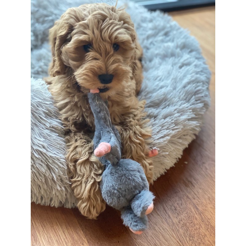 Bunny Puppy Knasende knude Bunny Puppy Knasende knude