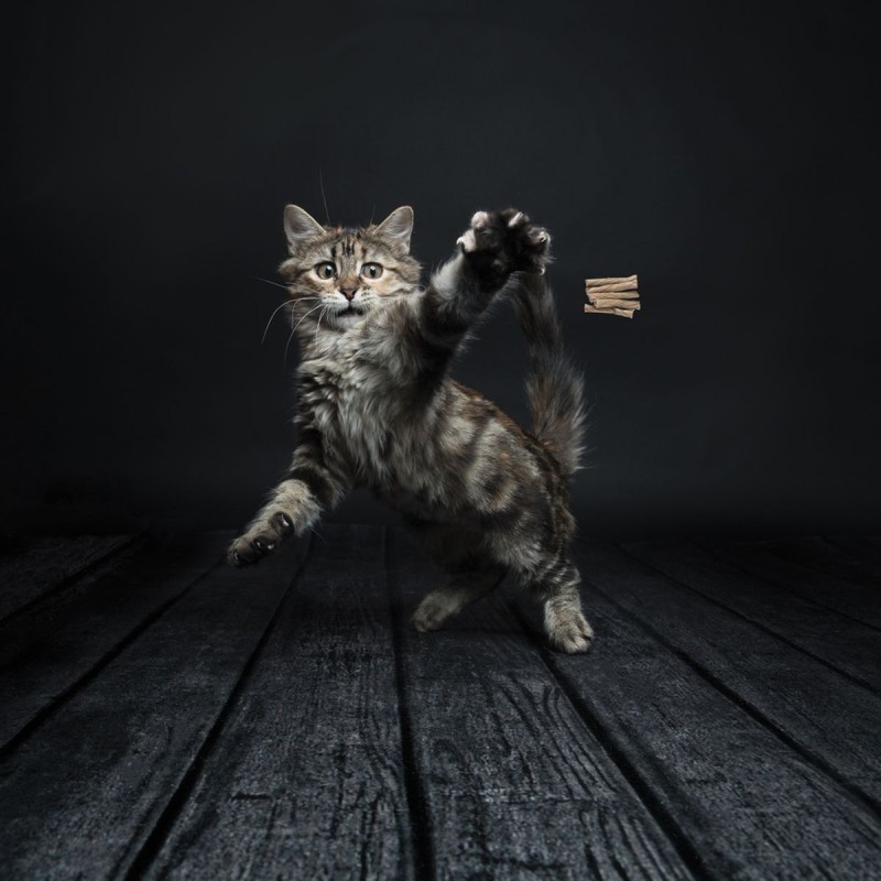Kradsebord til katte på væggen Kradsebord til katte på væggen