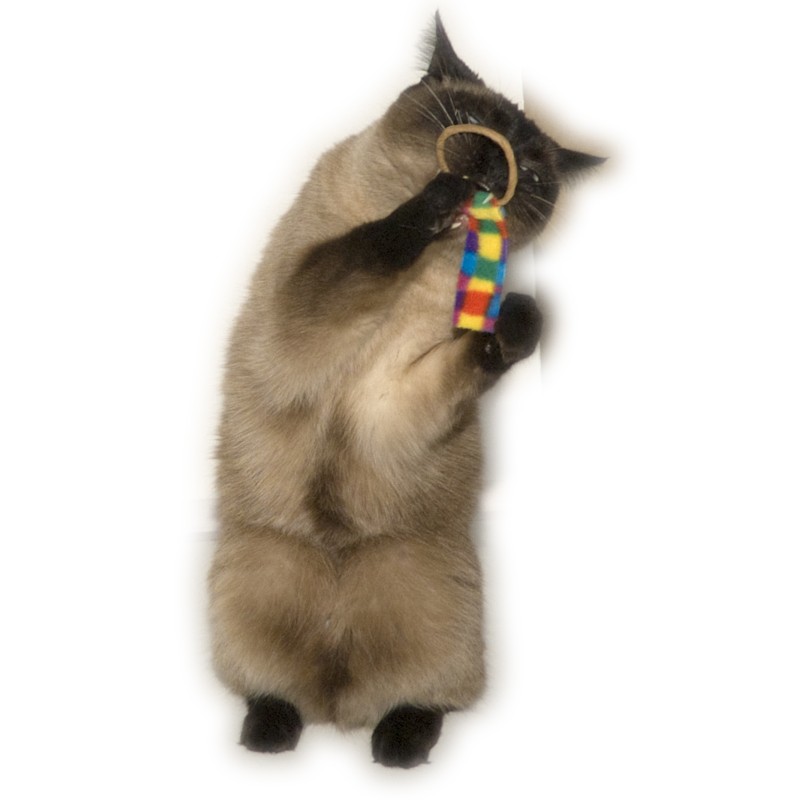 Cat Dancer Ring Tail Chasers (2-pak) Cat Dancer Ring Tail Chasers (2-pak)