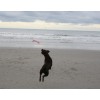 Chuckit! Flyvende egern M Chuckit! Flyvende egern M