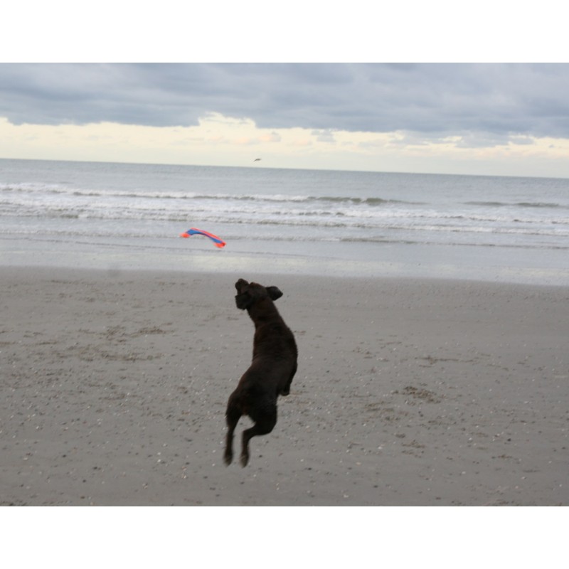 Chuckit! Flyvende egern M Chuckit! Flyvende egern M
