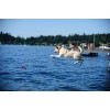 Chuckit! Flyvende egern M Chuckit! Flyvende egern M