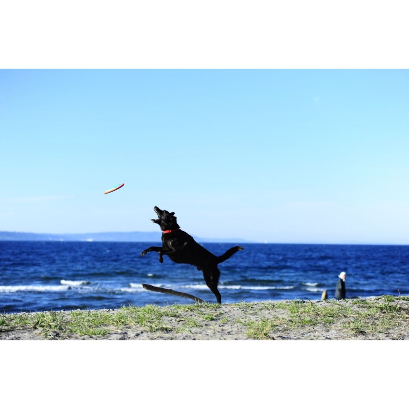 Paraflight S Hundelegetøj Chuckit!