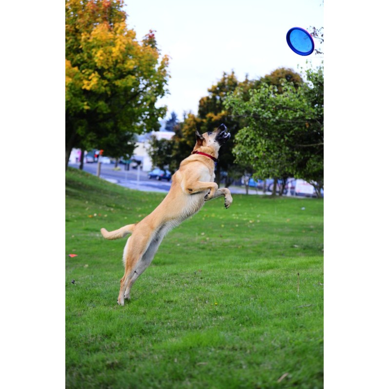 Paraflight S Hundelegetøj Chuckit!