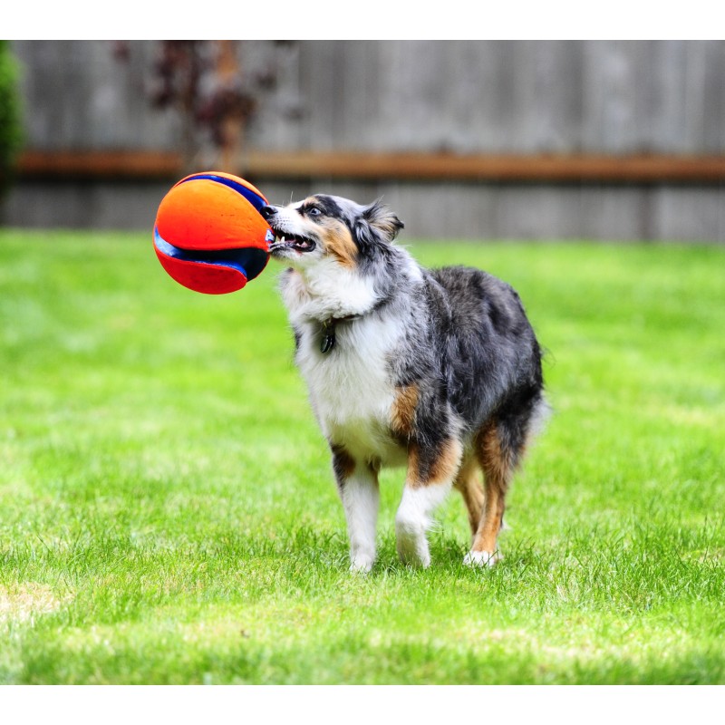 Chuckit! Spark Hent Hund L Chuckit! Spark Hent Hund L