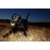 Chuckit! Max Glow S Chuckit! Max Glow S