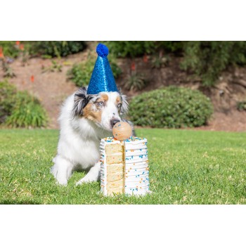 Fødselsdags apportbold M Hundelegetøj Chuckit!